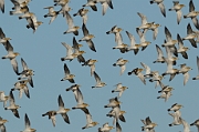 Golden plover